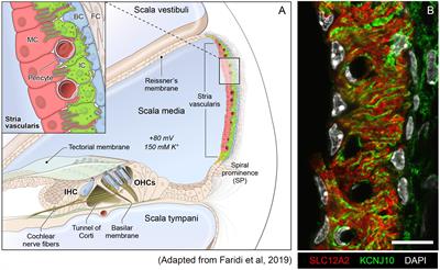 Single Cell and Single Nucleus RNA-Seq Reveal Cellular Heterogeneity and Homeostatic Regulatory Networks in Adult Mouse Stria Vascularis